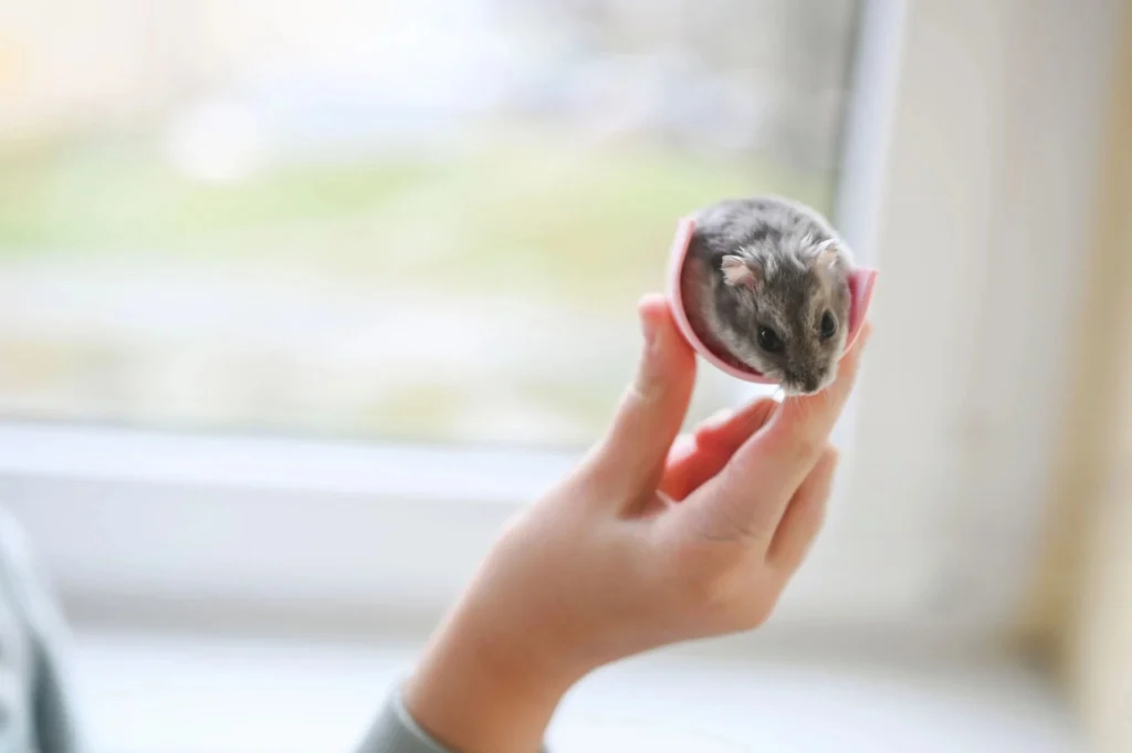 European Hamster as a Pet, European Hamster as Pet, european hamster for sale, wild european hamster, european wild hamster.