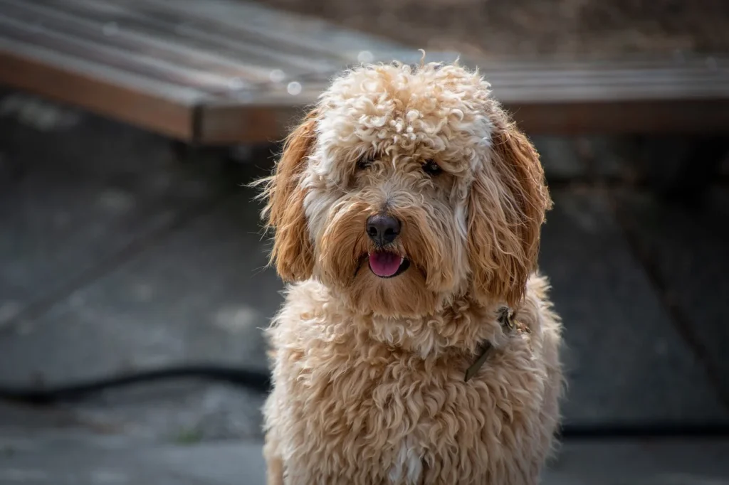 Goldendoodle