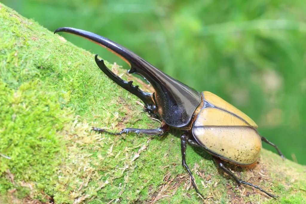 hercules beetle as pet,
