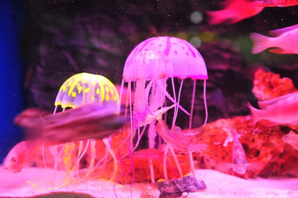 pet jellies, jellyfish as a pet, moon jellyfish for sale, live jellyfish for sale, jellyfish buy, fake jelly fish tank, jellyfish sale, blue small jellyfish, buy freshwater jellyfish, buy jelly fish tank, moon jellyfish pet, real jelly fish tank,