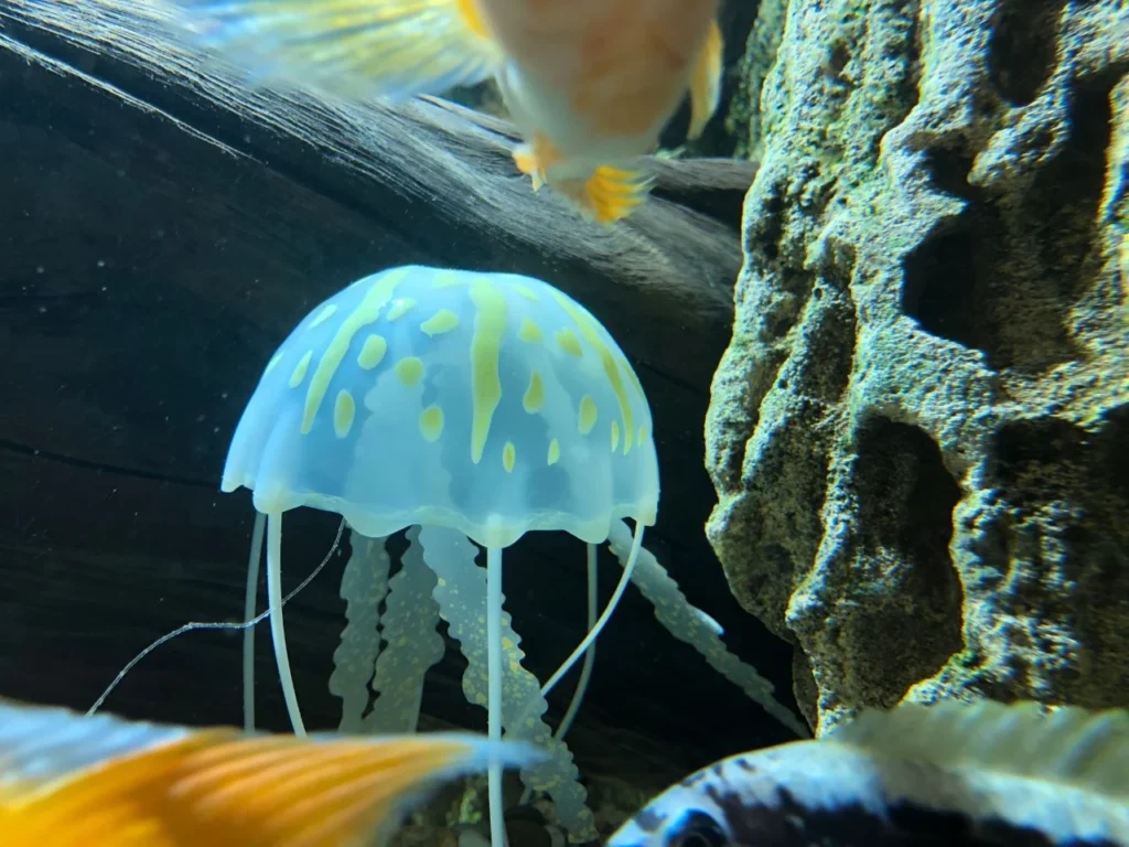 pet jellies jellyfish as a pet, moon jellyfish for sale, live jellyfish for sale, jellyfish buy, fake jelly fish tank, jellyfish sale, blue small jellyfish, buy freshwater jellyfish, buy jelly fish tank, moon jellyfish pet, real jelly fish tank,