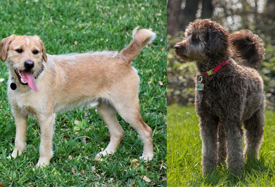 labradoodle vs goldendoodle looks, labradoodle vs goldendoodle face , labradoodle vs goldendoodle price, labradoodle vs goldendoodle size , labradoodle vs goldendoodle temperament , goldendoodle vs labradoodle pros and cons , labradoodle vs goldendoodle shedding , goldendoodle labradoodle mix,