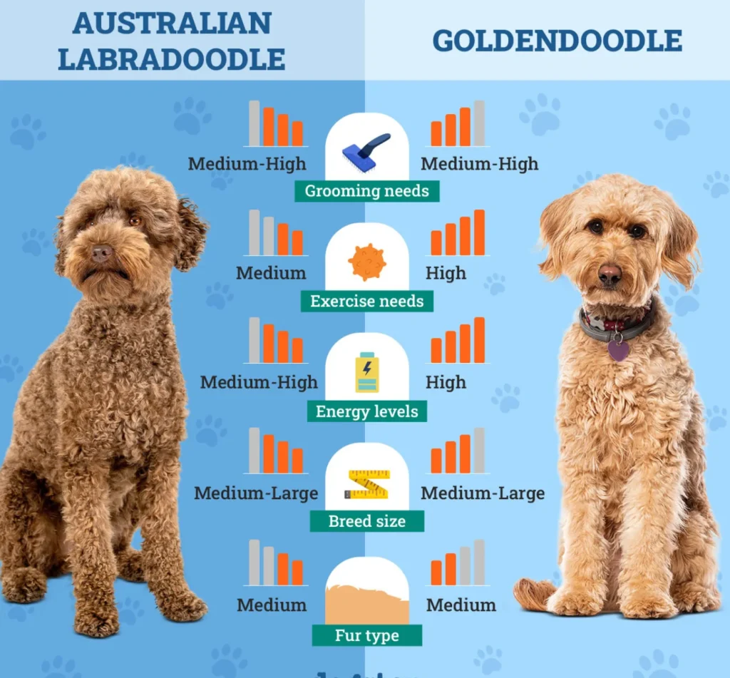 Labradoodle vs. Goldendoodle