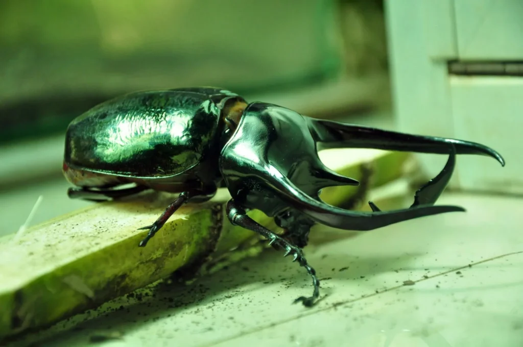 beetle as a pet,
beetle as pet,
pet bugs for sale,
beetles dog,
beetle pet for sale,
beetles for sale pet,
best pet beetle,
hercules beetle as pet,
pet rhino beetle,
pet rhinoceros beetle,
pet stag beetle,
stag beetle as a pet,
atlas beetle pet,
Pet Butterfly for sale,