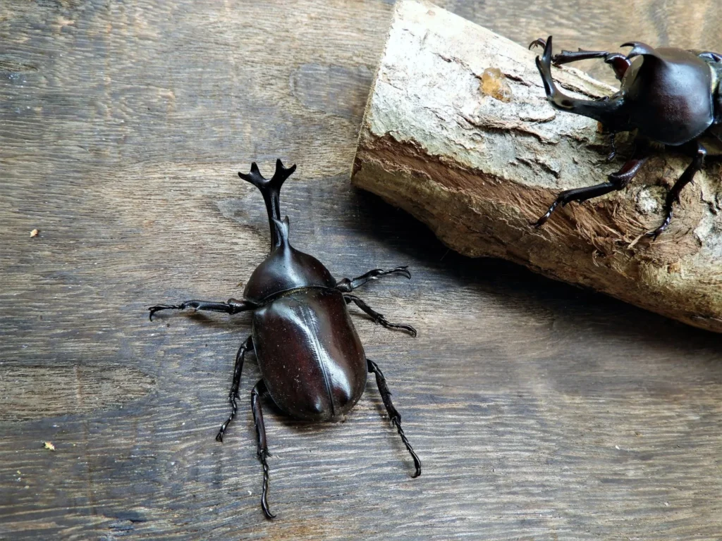 Pet Rhinoceros Beetle Kabutomushi