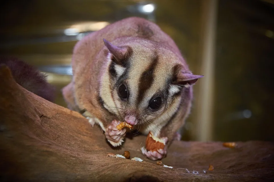 sugar glider as a pet, pet glider, sugar gliders for sale near me, sugar glider care, sugar glider as a pet, sugar glider animal for sale, sugar glider price, sugar glider pet for sale, feeding a sugar glider, sugar glider for sale,