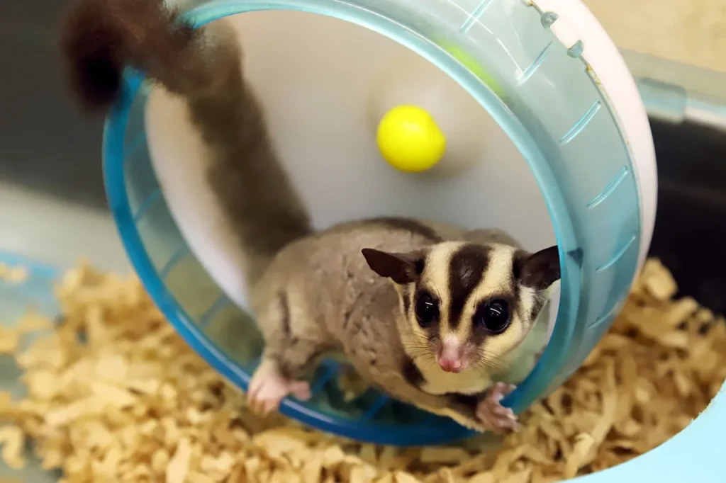 sugar glider as a pet, pet glider, sugar gliders for sale near me, sugar glider care, sugar glider as a pet, sugar glider animal for sale, sugar glider price, sugar glider pet for sale, feeding a sugar glider, sugar glider for sale,