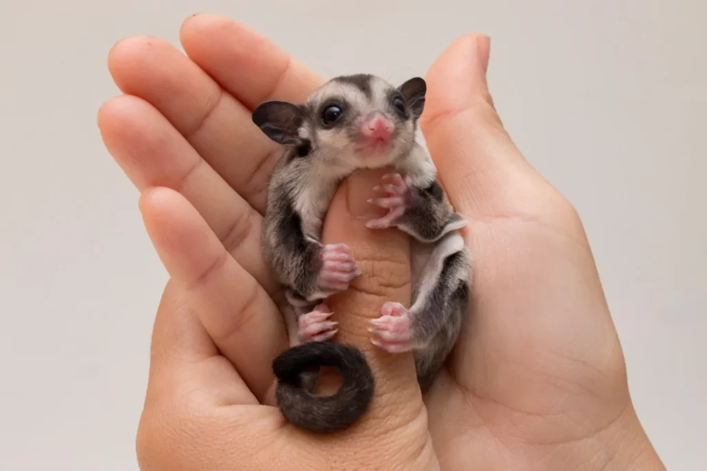 sugar glider as a pet, pet glider, sugar gliders for sale near me, sugar glider care, sugar glider as a pet, sugar glider animal for sale, sugar glider price, sugar glider pet for sale, feeding a sugar glider, sugar glider for sale,