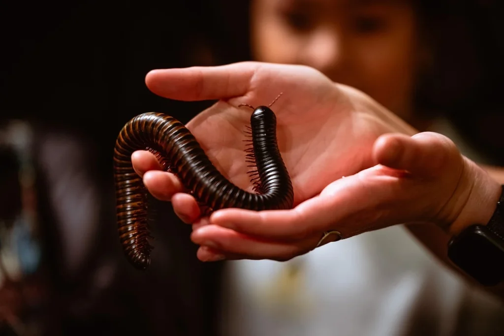 worms as pets, Types of pet worms, Pet worms for sale, Worm as a pet pros and cons, Worm as a pet benefits, Worm as a pet reddit, How to keep a worm as a pet, Pet worm habitat, Pet worm kit, worm as a pet, pet worm tablets, pet worm,