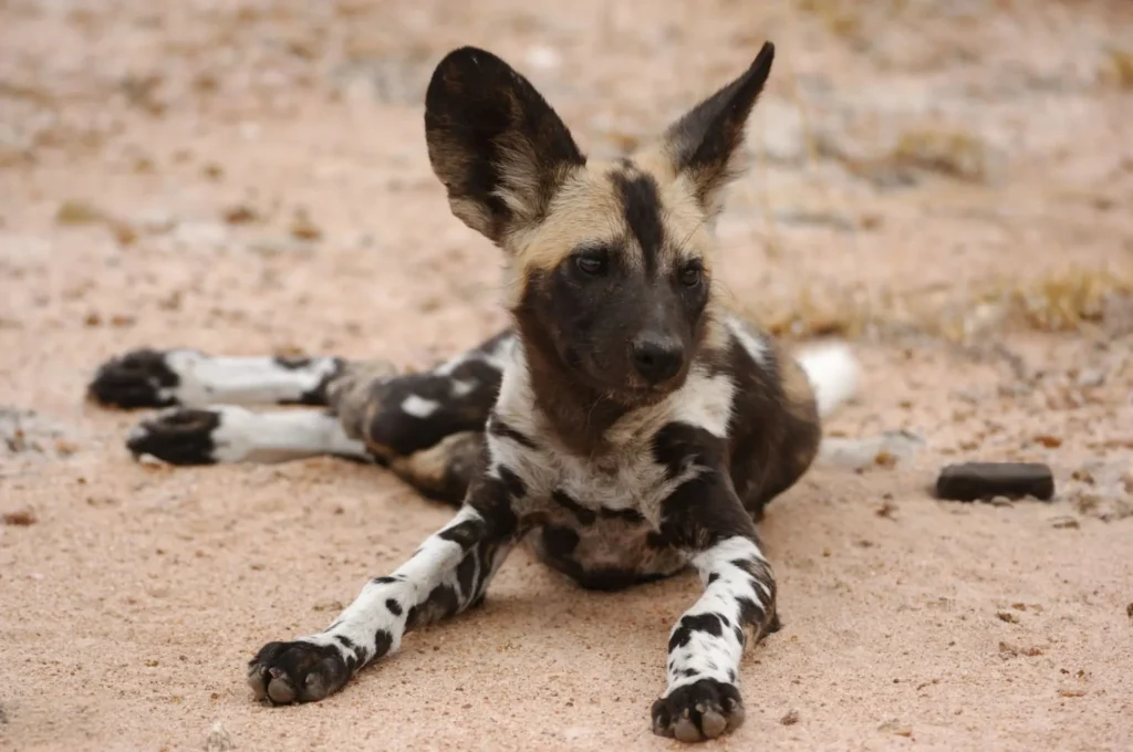 african wild dog for sale, african wild dog as a pet, african wild dog puppy, african hunting dog for sale, african painted dog for sale, african painted dog pet, african wild dog domesticated, puppy african wild dog, spotted dogs Africa, wild dogs in south Africa, african painted dog domesticated,