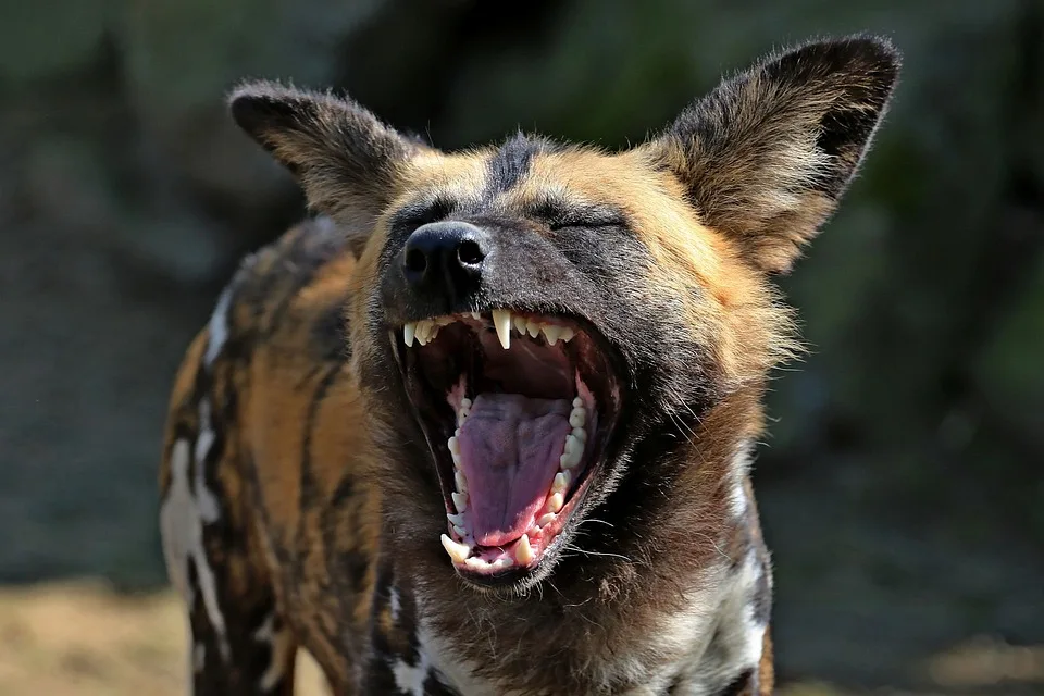 african wild dog for sale, african wild dog as a pet, african wild dog puppy, african hunting dog for sale, african painted dog for sale, african painted dog pet, african wild dog domesticated, puppy african wild dog, spotted dogs Africa, wild dogs in south Africa, african painted dog domesticated,