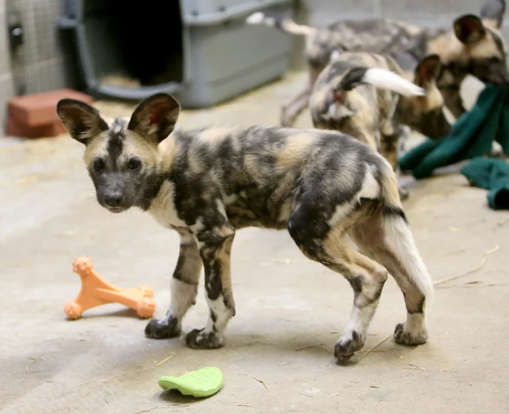 african wild dog for sale, african wild dog as a pet, african wild dog puppy, african hunting dog for sale, african painted dog for sale, african painted dog pet, african wild dog domesticated, puppy african wild dog, spotted dogs Africa, wild dogs in south Africa, african painted dog domesticated,