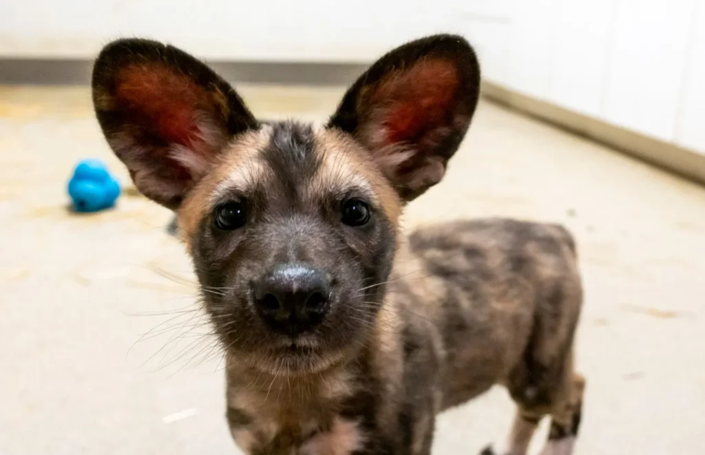 african wild dog for sale, african wild dog as a pet, african wild dog puppy, african hunting dog for sale, african painted dog for sale, african painted dog pet, african wild dog domesticated, puppy african wild dog, spotted dogs Africa, wild dogs in south Africa, african painted dog domesticated,