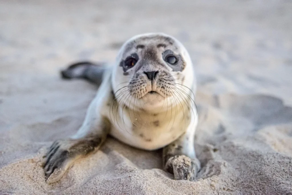 Can I pet a seal? Are seals safe to touch? Can seals show affection? Can you interact with seals? Can seals bond with humans? How to tell if a seal is happy? Can you have seal as a pet? Is seal a good pet? Are seals friendly with humans? Can I keep a seal? Is A seal intelligent? What is the price of $seal? where can i buy a pet seal can you have a pet seal in the us adopt a seal and track it what is a pet seal in an apartment pet a seal near me can you have a seal as a pet in california can you pet a baby seal seal encounter near me where can i buy a pet seal can you have a pet seal in the us adopt a seal and track it what is a pet seal in an apartment pet a seal near me can you have a seal as a pet in california can you pet a baby seal seal encounter near me