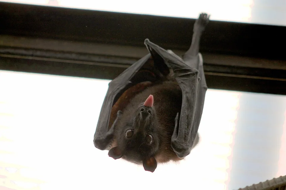 Bat as a pet reddit, How to get a pet bat, Fruit bat pet for sale, Pet bat for sale near me, Vampire bat pet, pet a bat, bat pet, fruit bat as a pet, black bat pet, buy a pet bat, cute bat pet, cute pet bat, bat as a pet,