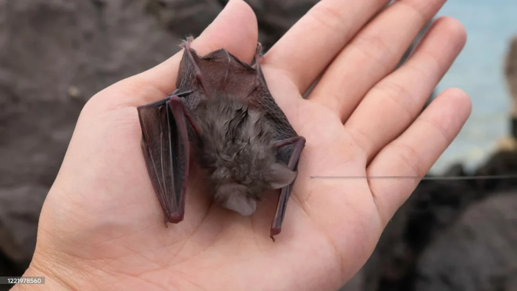 Bat as a pet reddit, How to get a pet bat, Fruit bat pet for sale, Pet bat for sale near me, Vampire bat pet, pet a bat, bat pet, fruit bat as a pet, black bat pet, buy a pet bat, cute bat pet, cute pet bat, bat as a pet,