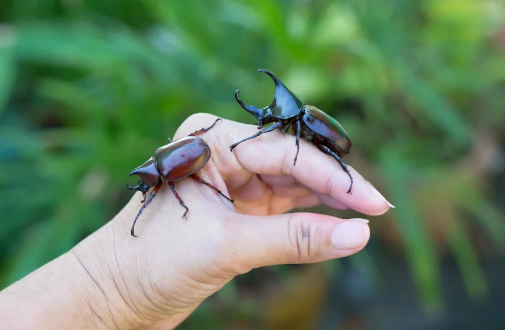 beetle as a pet, beetle as pet, pet bugs for sale, beetles dog, beetle pet for sale, beetles for sale pet, best pet beetle, hercules beetle as pet, pet rhino beetle, pet rhinoceros beetle, pet stag beetle, stag beetle as a pet, atlas beetle pet, Pet Butterfly for sale,