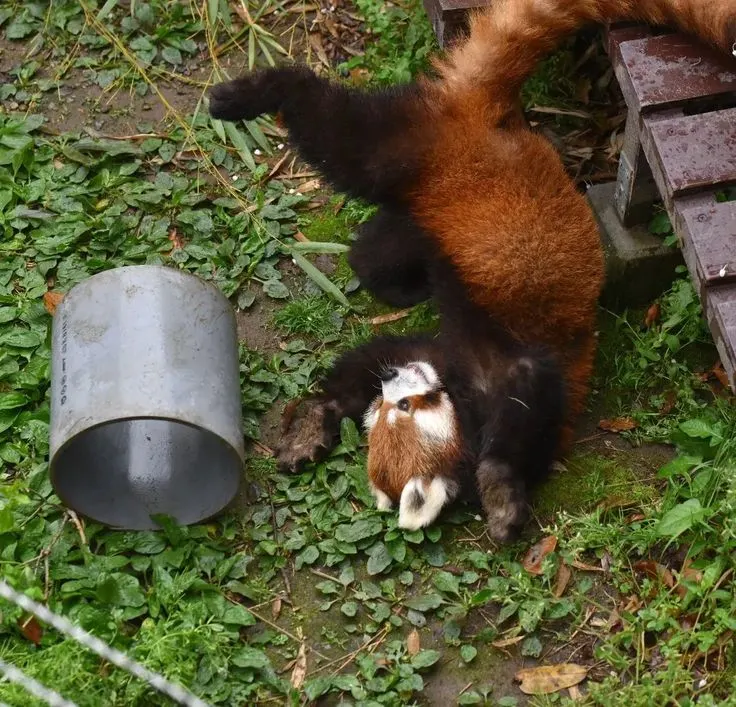 red panda as a pet , red panda as a pet UK , red panda as a pet reddit , red panda as a pet price , red panda as a pet for sale , can you have a red panda as a pet , can u have a red panda as a pet , can i keep a red panda as a pet , can i own a red panda as a pet , can i buy a red panda as a pet,,