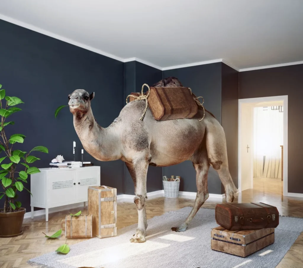 camel as a pet , camel as pet , camel pet, pet camel ,