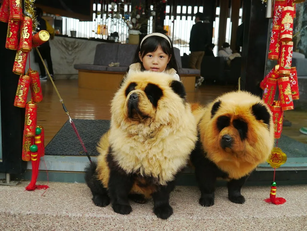 chow chow panda dog, chow chow panda dog for sale, chow chow panda dog price, chow chow panda for sale, chow chow panda price, chow chow panda puppies for sale, chow chow panda puppy, chow chow pandas, chow chow teacup panda dog, chow dog panda, chow panda dog,