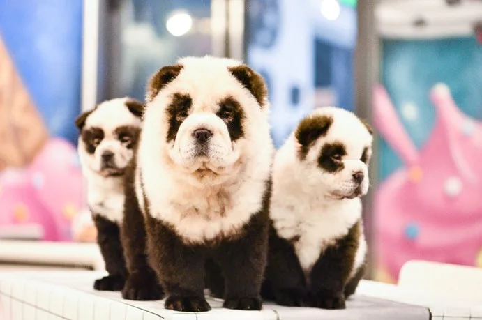 chow chow panda dog,
chow chow panda dog for sale,
chow chow panda dog price,
chow chow panda for sale,
chow chow panda price,
chow chow panda puppies for sale,
chow chow panda puppy,
chow chow pandas,
chow chow teacup panda dog,
chow dog panda,
chow panda dog,