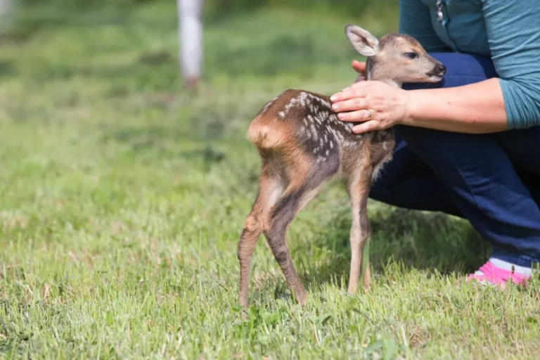 pet deer , deer pet, deer as a pet price , caring for a deer as a pet , muntjac deer pet, pet deer for sale, muntjac pet, buy a pet deer, pet a deer, Muntjac deer pet,