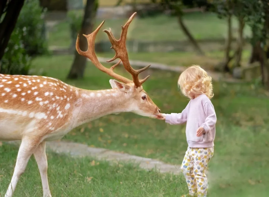 Can You Keep a Deer as a Pet? Full Guide to Owning a Pet Deer 4 pet deer , deer pet, deer as a pet price , caring for a deer as a pet , muntjac deer pet, pet deer for sale, muntjac pet, buy a pet deer, pet a deer, Muntjac deer pet,