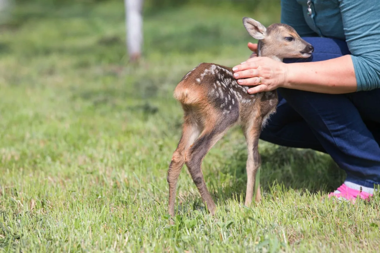 Can You Keep A Deer As A Pet Full Guide To Owning A Pet Deer Animal Deer As A Pet.webp