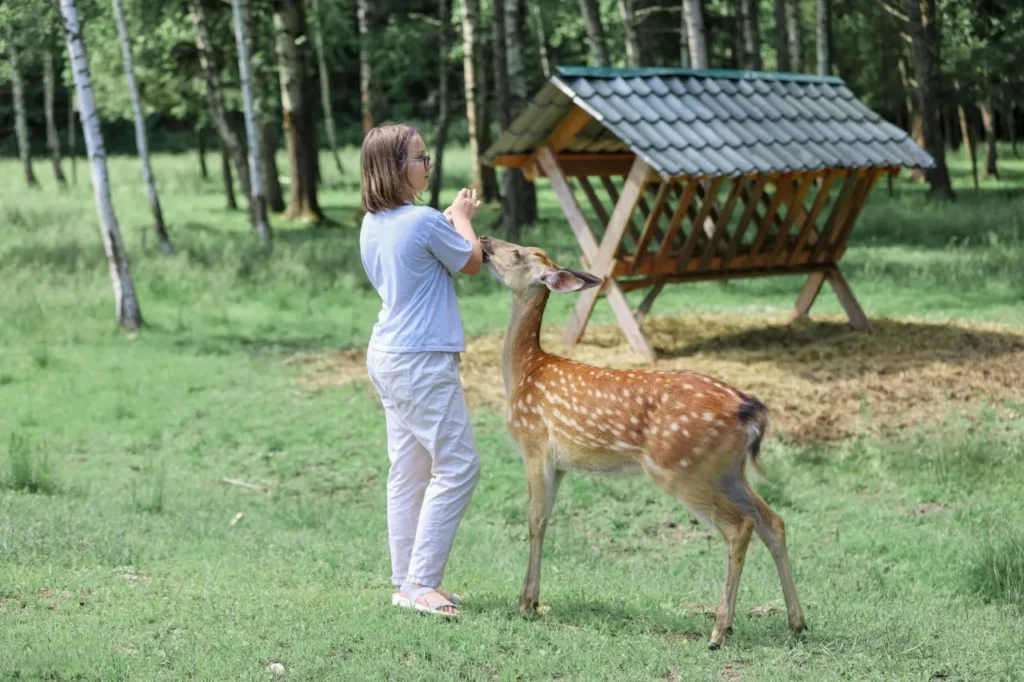 Can You Keep a Deer as a Pet? Full Guide to Owning a Pet Deer 3 pet deer ,
deer pet,
deer as a pet price ,
caring for a deer as a pet ,
muntjac deer pet,
pet deer for sale,
muntjac pet,
buy a pet deer,
pet a deer,
Muntjac deer pet,