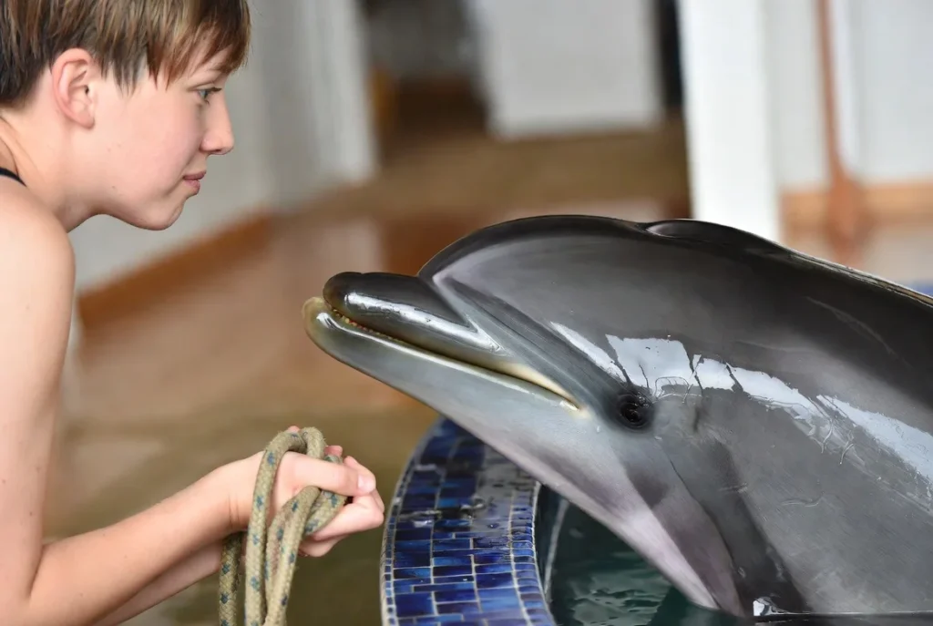 Can You Have a Dolphin as a Pet? 6 dolphin as a pet, pet dolphin for sale, pet a dolphin near me, live pets dolphin, a pet dolphin, dogs and dolphins, pet dolphin price, pet the dolphins,