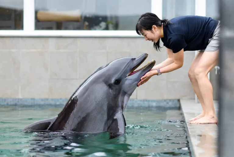 dolphin as a pet, pet dolphin for sale, pet a dolphin near me, live pets dolphin, a pet dolphin, dogs and dolphins, pet dolphin price, pet the dolphins,