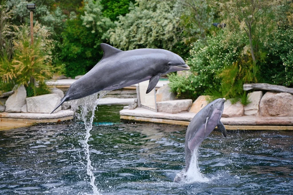 dolphin as a pet, pet dolphin for sale, pet a dolphin near me, live pets dolphin, a pet dolphin, dogs and dolphins, pet dolphin price, pet the dolphins,