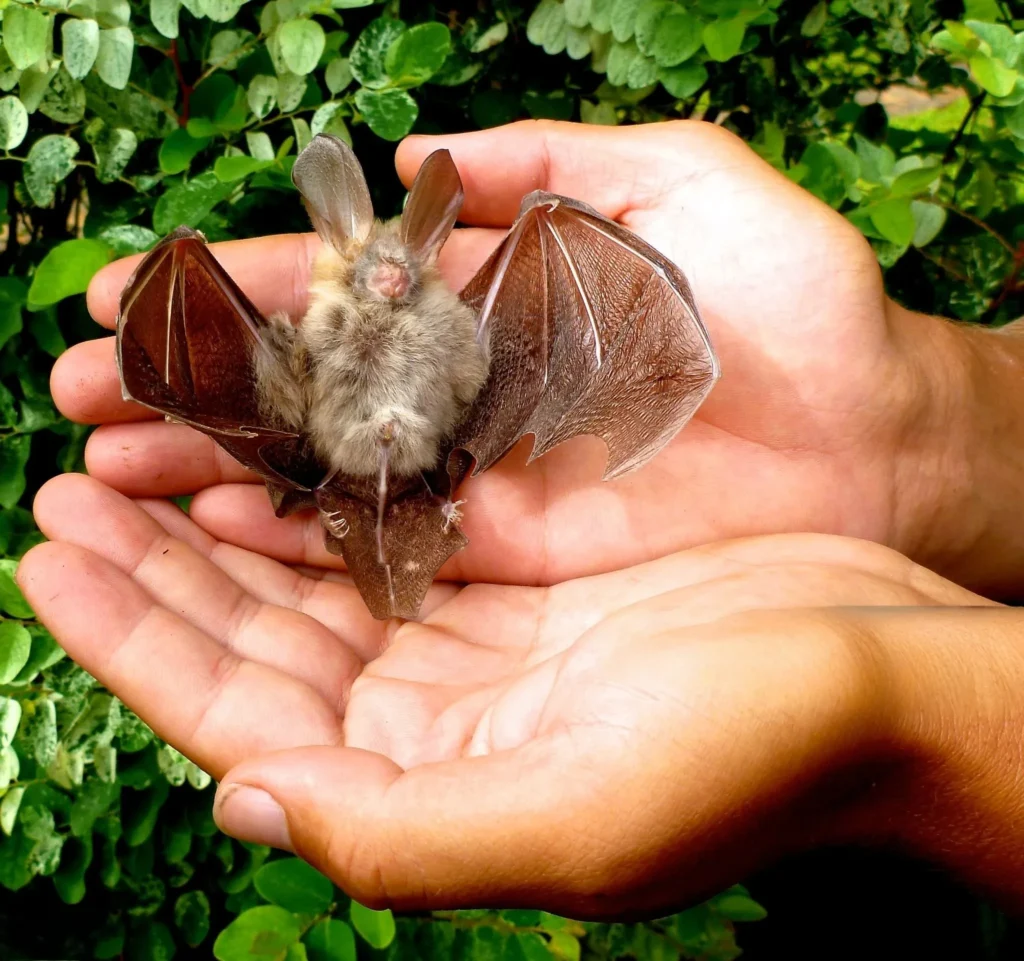 Bat as a pet reddit, How to get a pet bat, Fruit bat pet for sale, Pet bat for sale near me, Vampire bat pet, pet a bat, bat pet, fruit bat as a pet, black bat pet, buy a pet bat, cute bat pet, cute pet bat, bat as a pet,