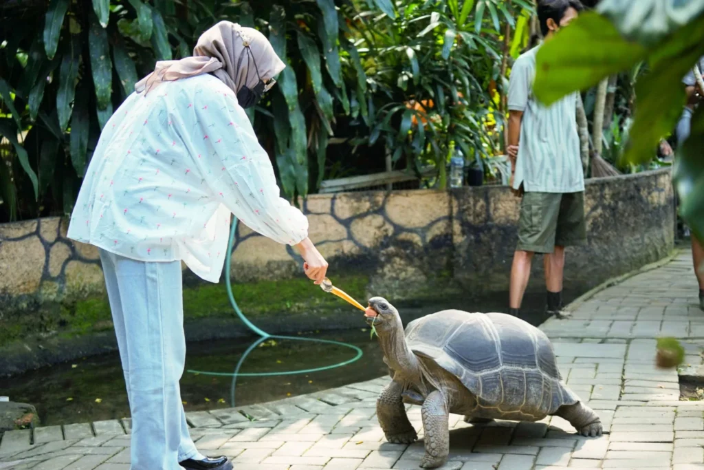 giant tortoise as pet ,
is it cruel to keep a tortoise as a pet ,
giant tortoise pet for sale ,
pet tortoise for sale ,
sulcata tortoise for sale ,
types of tortoise pets ,
is it legal to have a tortoise as a pet,