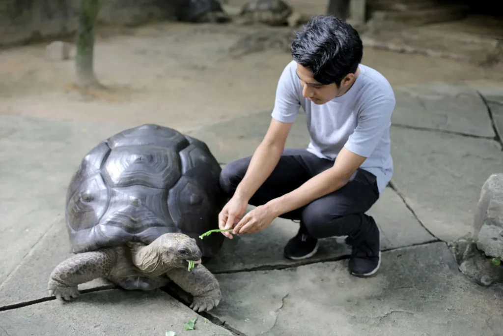 giant tortoise as pet , is it cruel to keep a tortoise as a pet , giant tortoise pet for sale , pet tortoise for sale , sulcata tortoise for sale , types of tortoise pets , is it legal to have a tortoise as a pet,