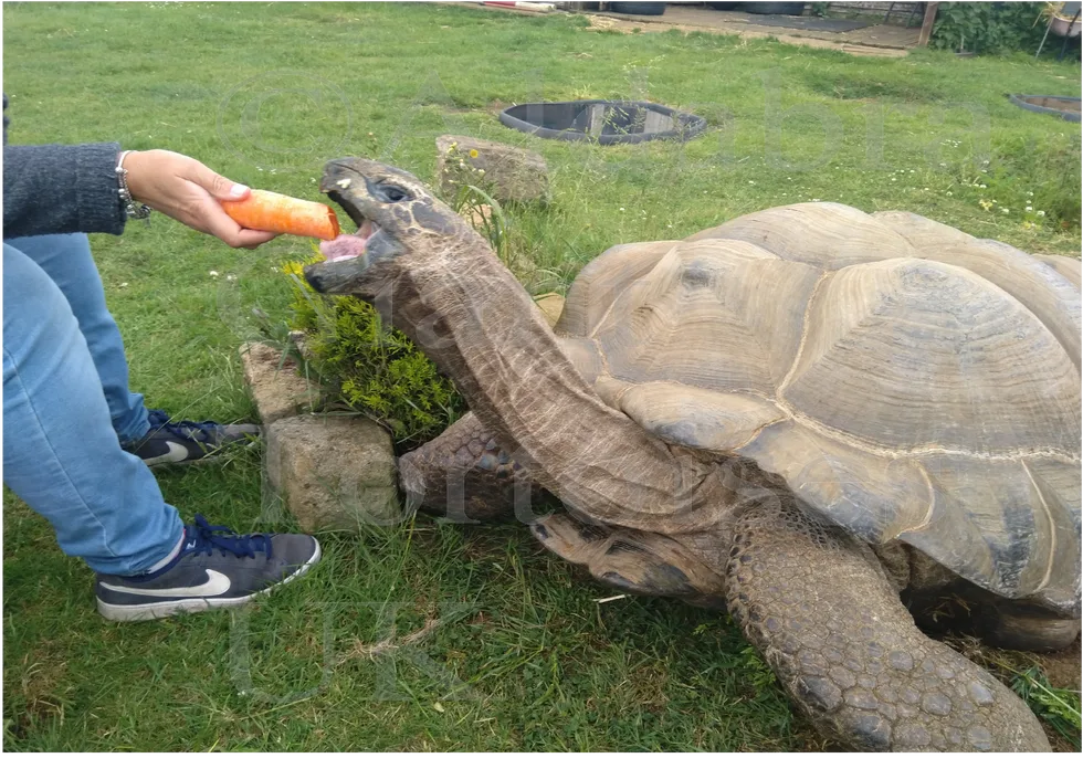 giant tortoise as pet , is it cruel to keep a tortoise as a pet , giant tortoise pet for sale , pet tortoise for sale , sulcata tortoise for sale , types of tortoise pets , is it legal to have a tortoise as a pet,