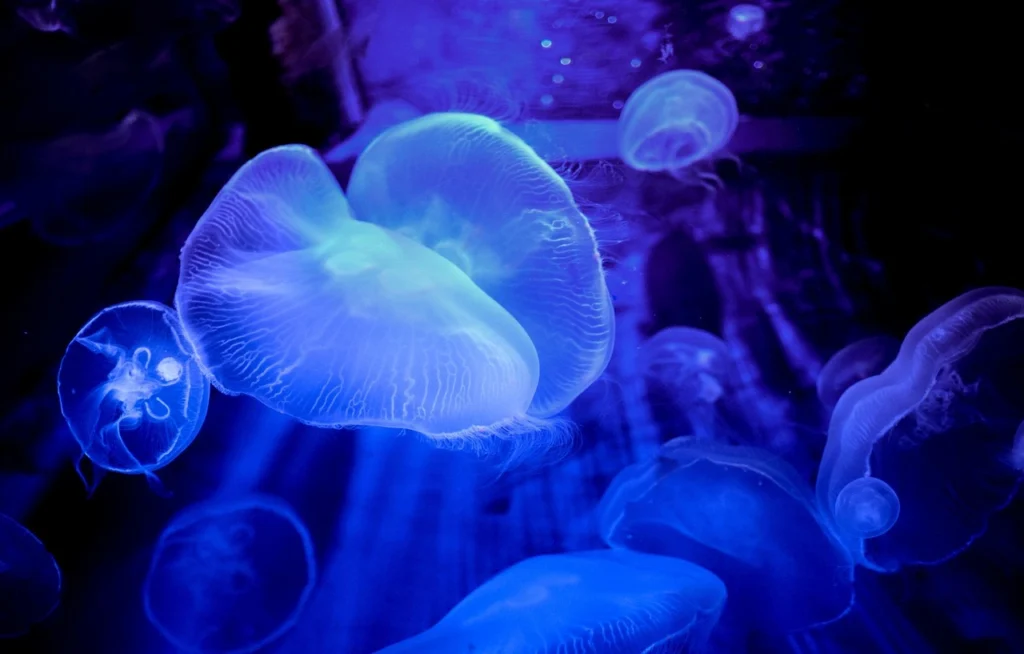 pet jellies, jellyfish as a pet, moon jellyfish for sale, live jellyfish for sale, jellyfish buy, fake jelly fish tank, jellyfish sale, blue small jellyfish, buy freshwater jellyfish, buy jelly fish tank, moon jellyfish pet, real jelly fish tank,