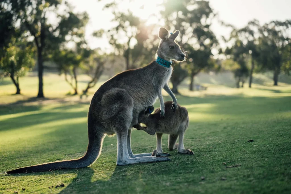 kangaroo as a pet, can you have a kangaroo as a pet, can you keep a kangaroo as a pet, is it illegal to have a kangaroo as a pet, can you have a kangaroo as a pet in texas, kangaroo as a pet in the us,