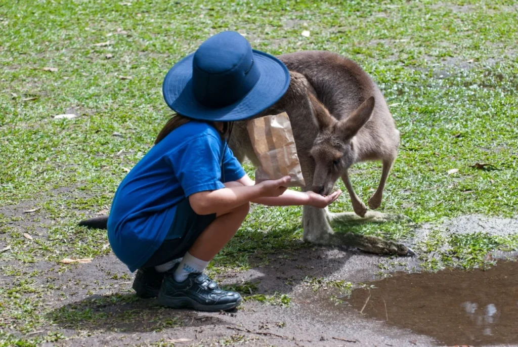 kangaroo as a pet, can you have a kangaroo as a pet, can you keep a kangaroo as a pet, is it illegal to have a kangaroo as a pet, can you have a kangaroo as a pet in texas, kangaroo as a pet in the us,