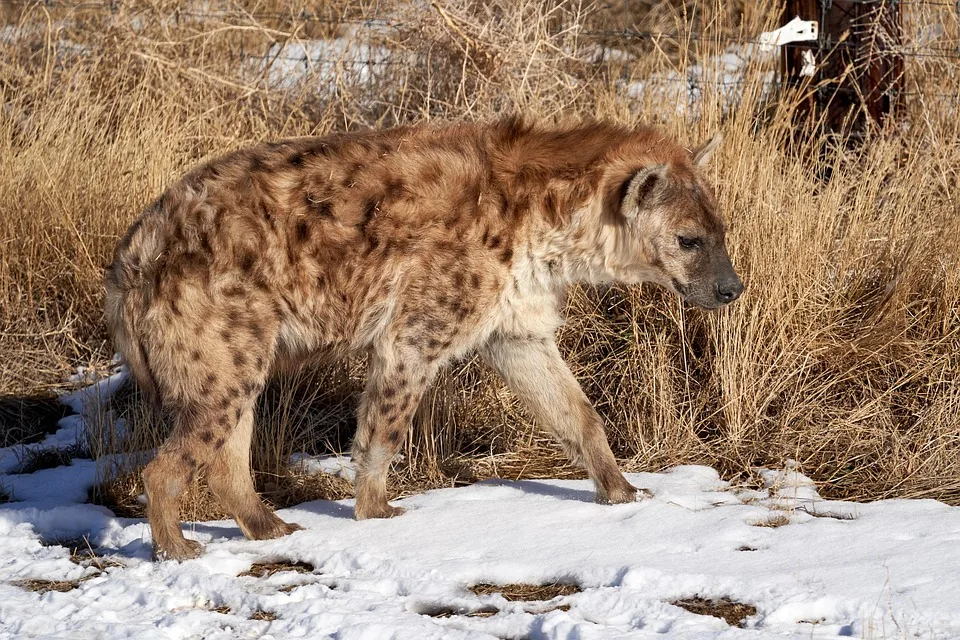 Hyena as a Pet, pet hyena, can you have a hyena as a pet, hyena as a pet in Africa, hyenas for pets, hyena for a pet,