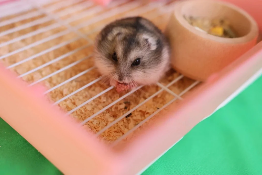 European Hamster as a Pet,
European Hamster as Pet,
european hamster for sale,
wild european hamster,
european wild hamster.