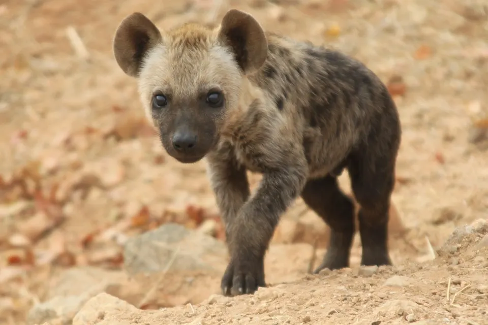 Hyena as a Pet, pet hyena, can you have a hyena as a pet, hyena as a pet in Africa, hyenas for pets, hyena for a pet,