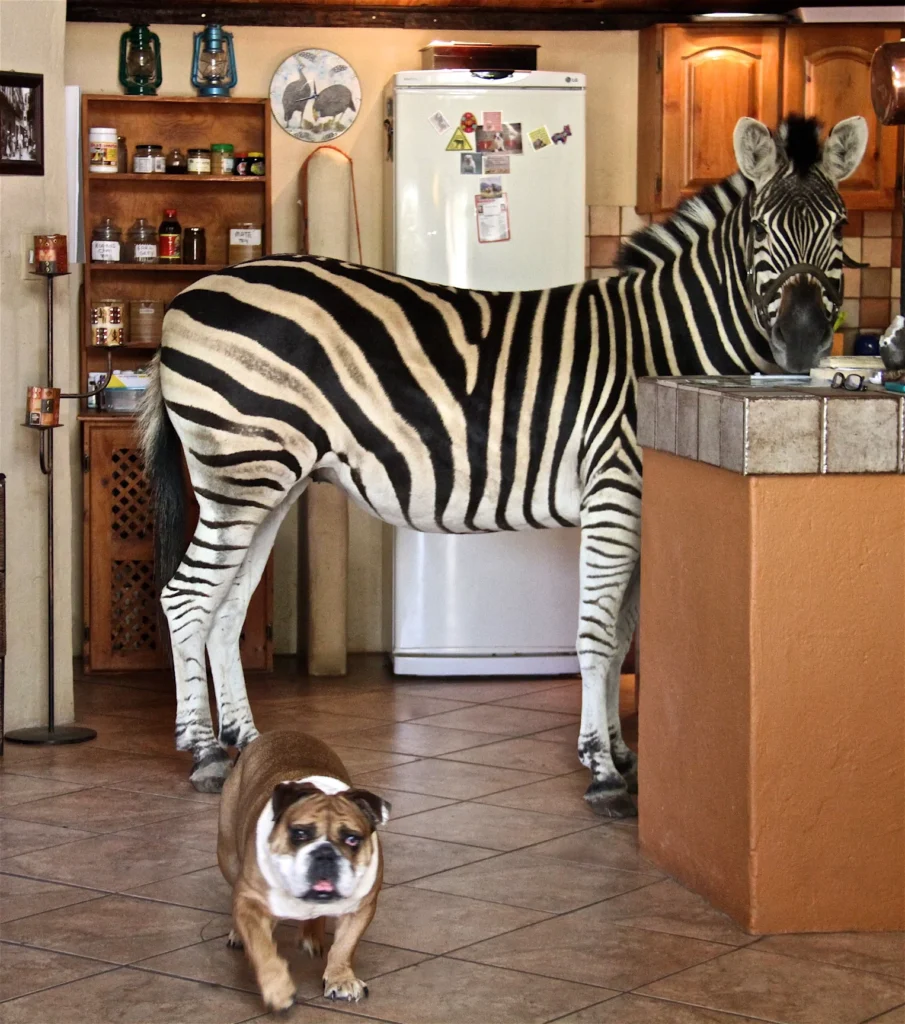 zebra as a pet, pet zebra for sale , what states can you own a zebra , can you own a zebra in texas , how much does a pet zebra cost , can you own a zebra in florida , can you own a zebra in illinois , are zebras aggressive , can you ride a zebra;