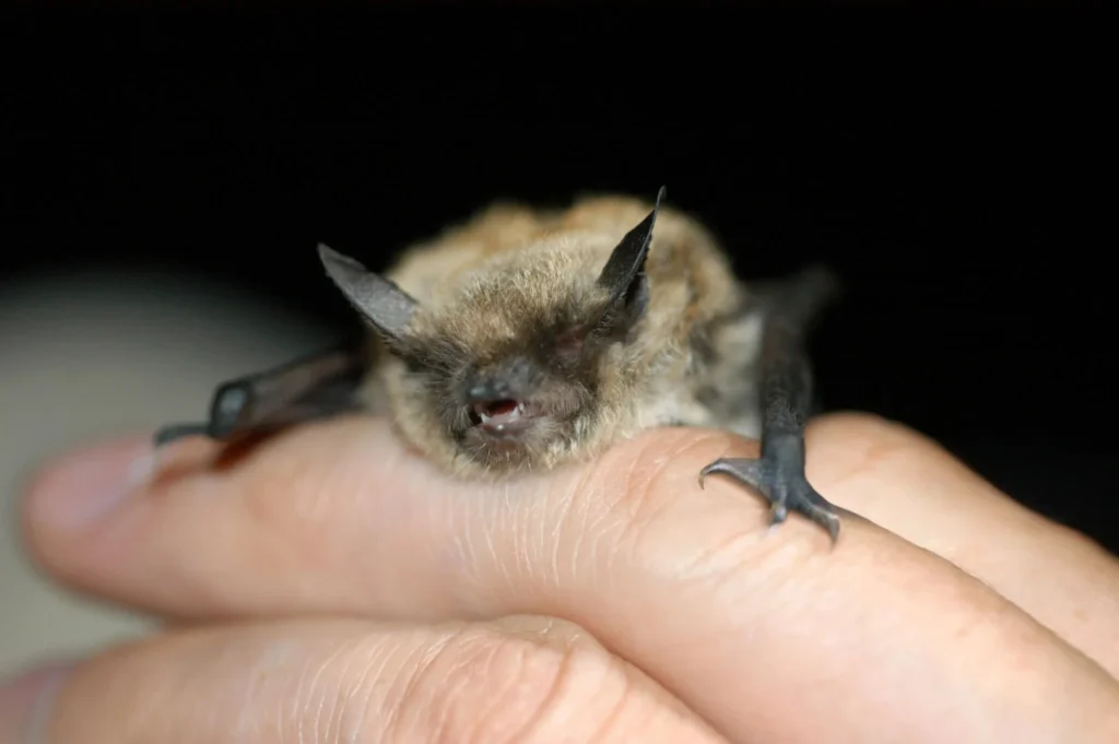 Bat as a pet reddit,
How to get a pet bat,
Fruit bat pet for sale,
Pet bat for sale near me,
Vampire bat pet,
pet a bat,
bat pet,
fruit bat as a pet,
black bat pet,
buy a pet bat,
cute bat pet,
cute pet bat,
bat as a pet,