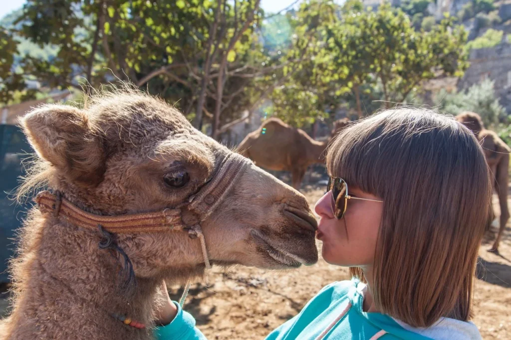 camel as a pet , camel as pet , camel pet, pet camel ,