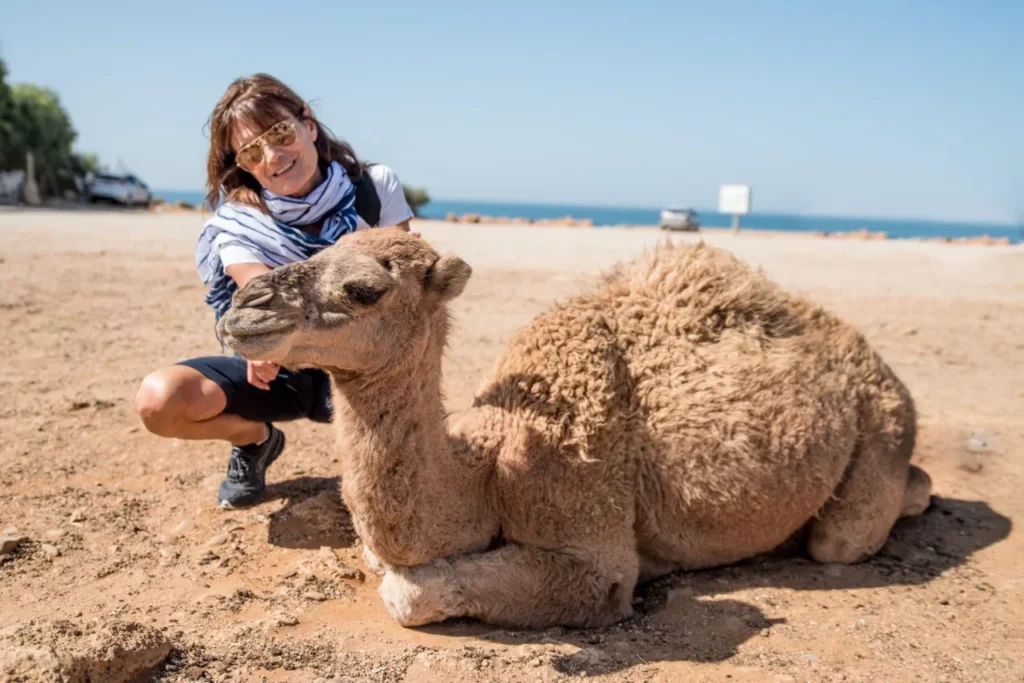 camel as a pet , camel as pet , camel pet, pet camel ,