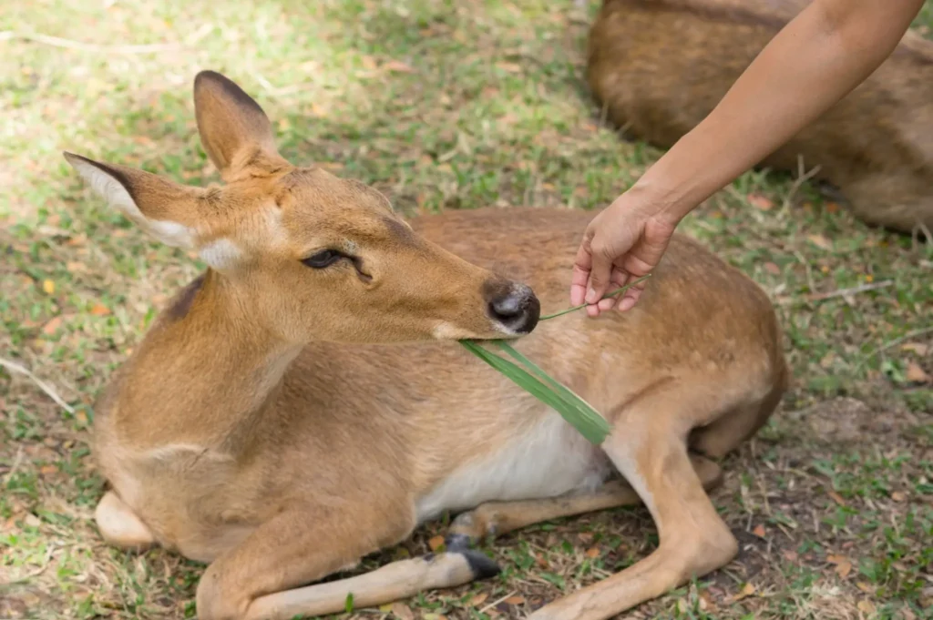 Can You Keep a Deer as a Pet? Full Guide to Owning a Pet Deer 5 pet deer , deer pet, deer as a pet price , caring for a deer as a pet , muntjac deer pet, pet deer for sale, muntjac pet, buy a pet deer, pet a deer, Muntjac deer pet,
