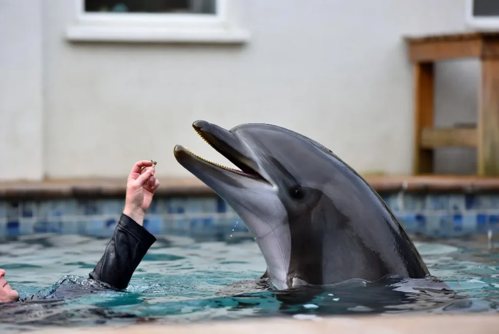 Can You Have a Dolphin as a Pet? 5 dolphin as a pet, pet dolphin for sale, pet a dolphin near me, live pets dolphin, a pet dolphin, dogs and dolphins, pet dolphin price, pet the dolphins,