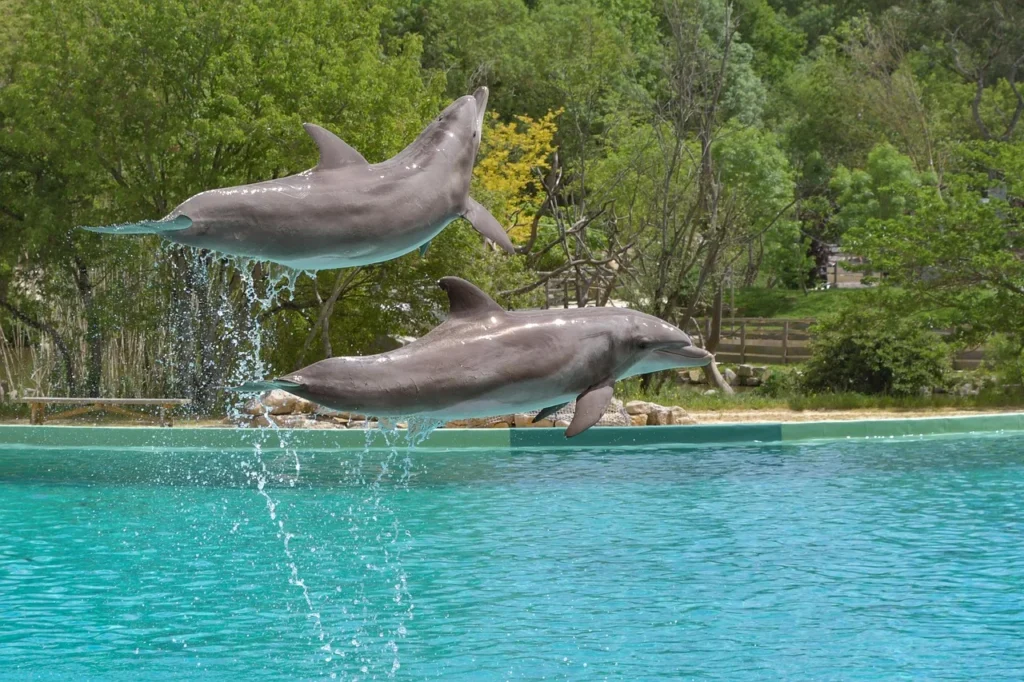 
dolphin as a pet,
pet dolphin for sale,
pet a dolphin near me,
live pets dolphin,
a pet dolphin,
dogs and dolphins,
pet dolphin price,
pet the dolphins,