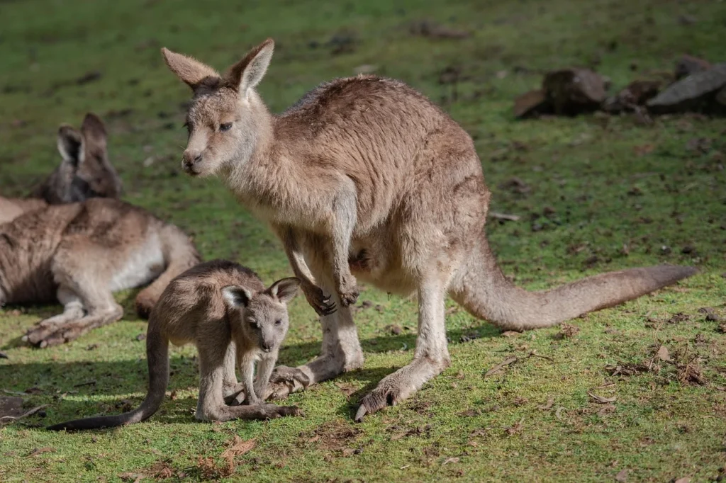 kangaroo as a pet, can you have a kangaroo as a pet, can you keep a kangaroo as a pet, is it illegal to have a kangaroo as a pet, can you have a kangaroo as a pet in texas, kangaroo as a pet in the us,